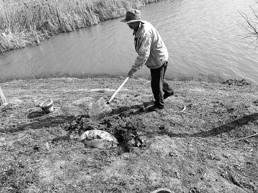 龍子湖死魚